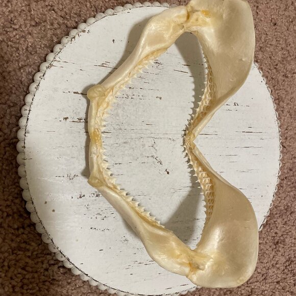 Shark teeth - Picture 4 of 7